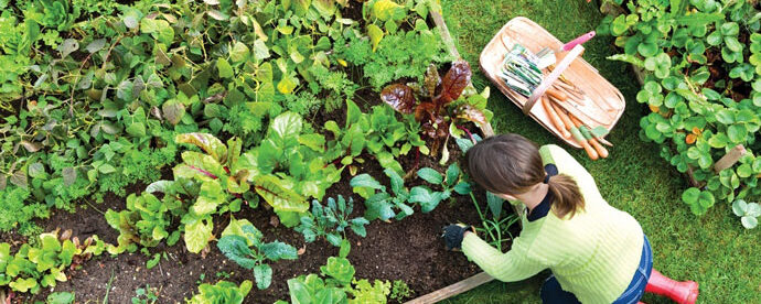 Growing Your Own Food – Why and How it Benefits You