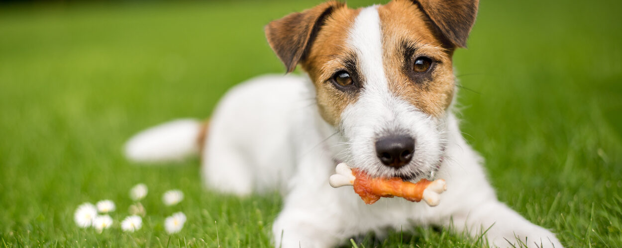 Healthy and Delicious Treats for Your Pets